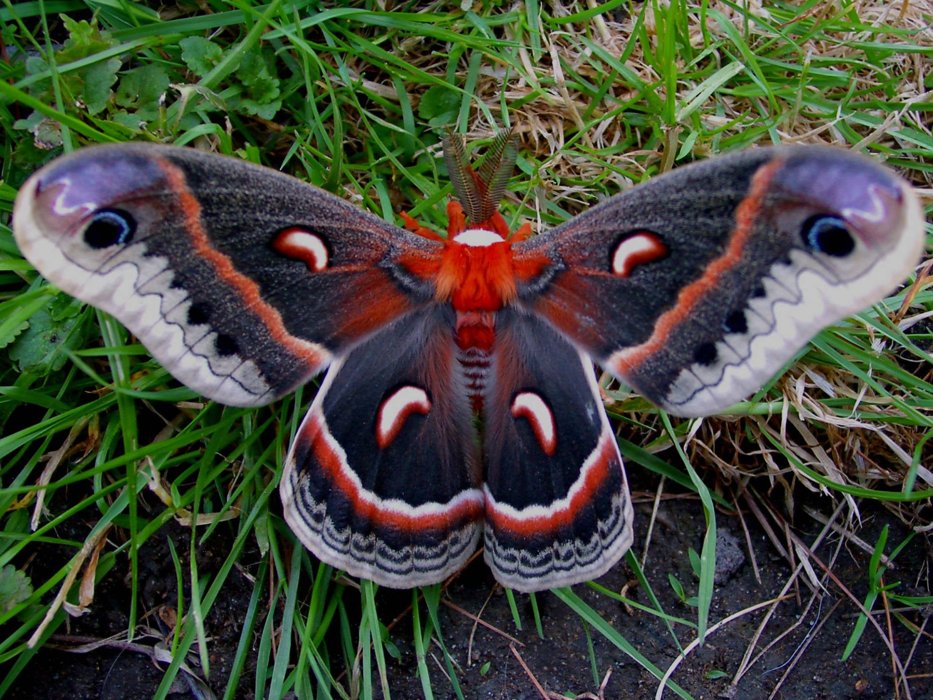 Moth Green And Red On Grass Wallpaper