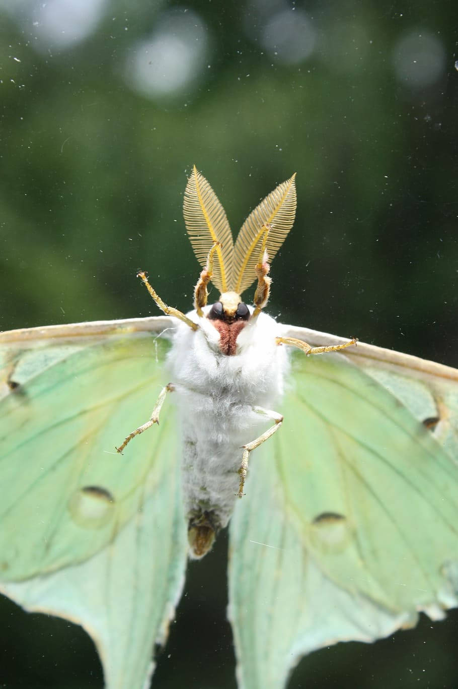 Moth Green And White Flying Wallpaper