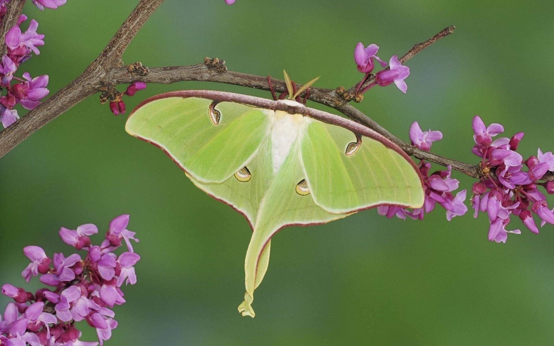 Moth Green Leaf Mimicry Pink Petals Wallpaper