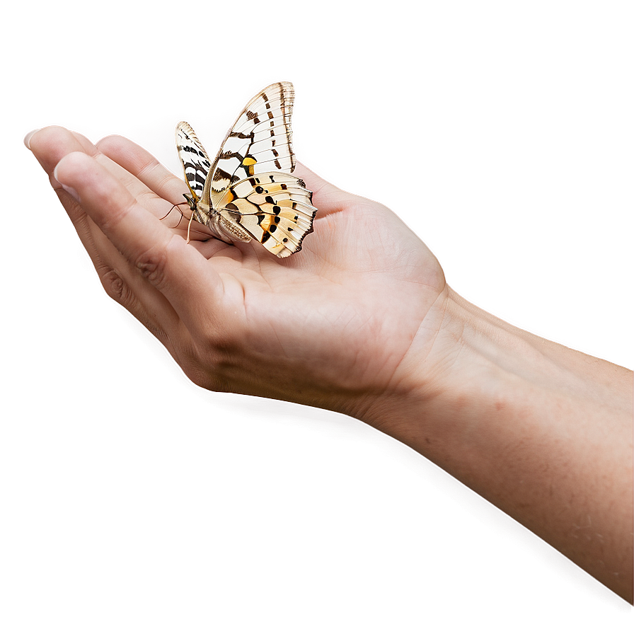 Moth In Hand Png 36 PNG