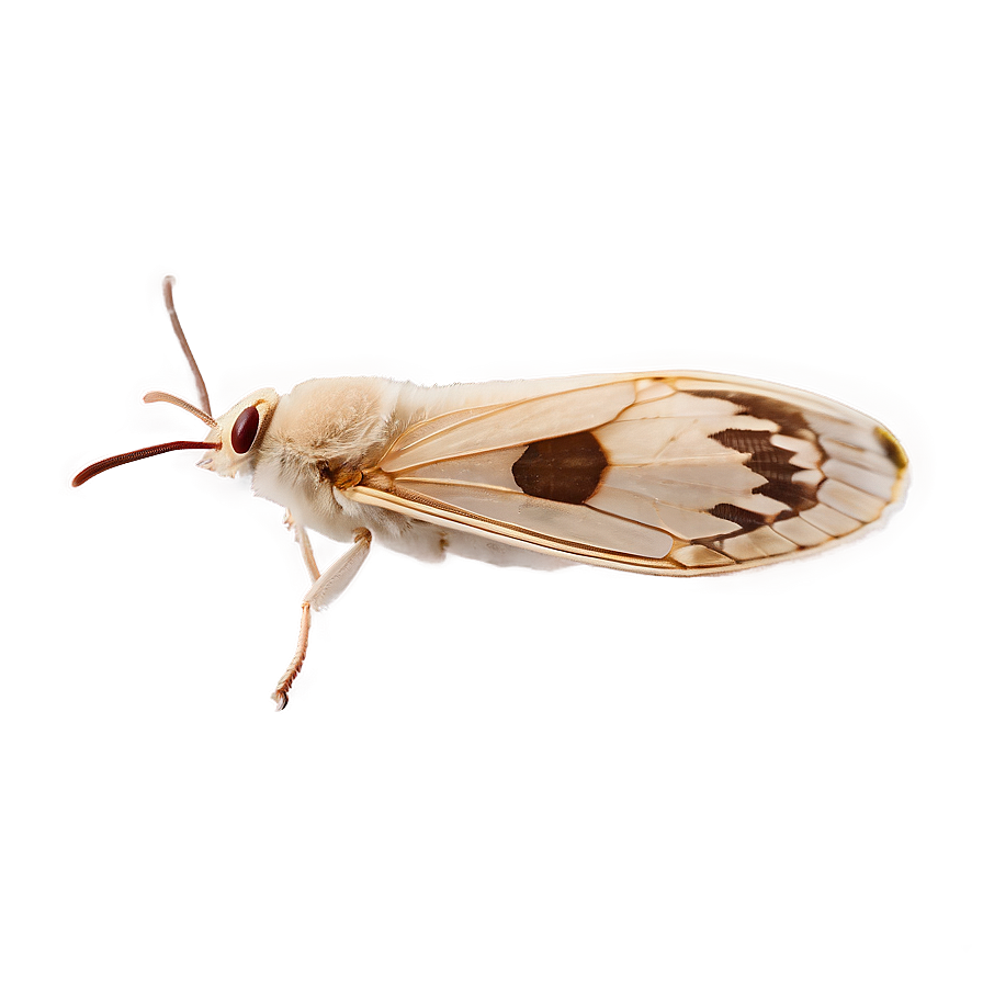 Moth Life Cycle Png Gof PNG