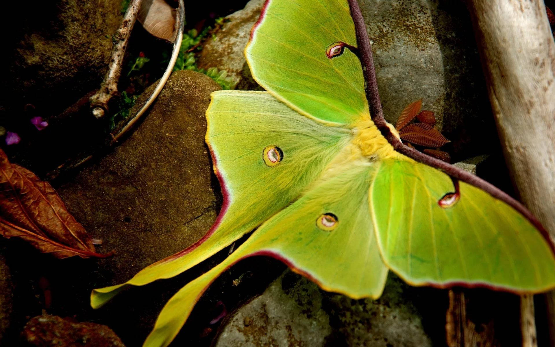 Moth Mimicry Green Aesthetic Leaf Wallpaper