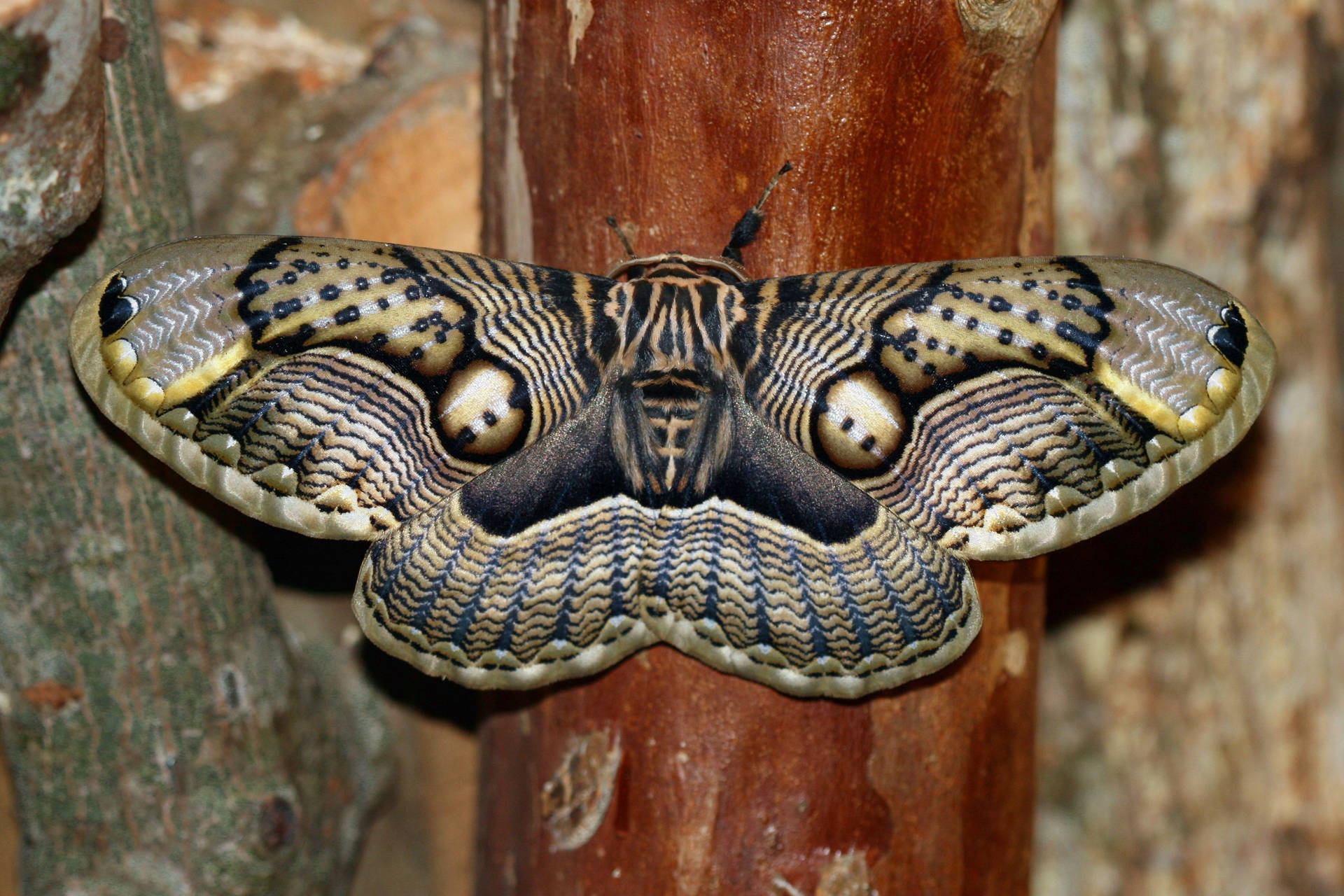 Moth Mimicry On Brown Wooden Post Wallpaper