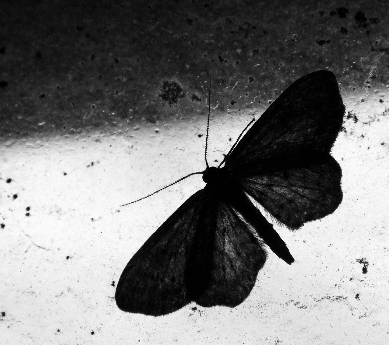 Moth på vinduet sort og hvid Wallpaper