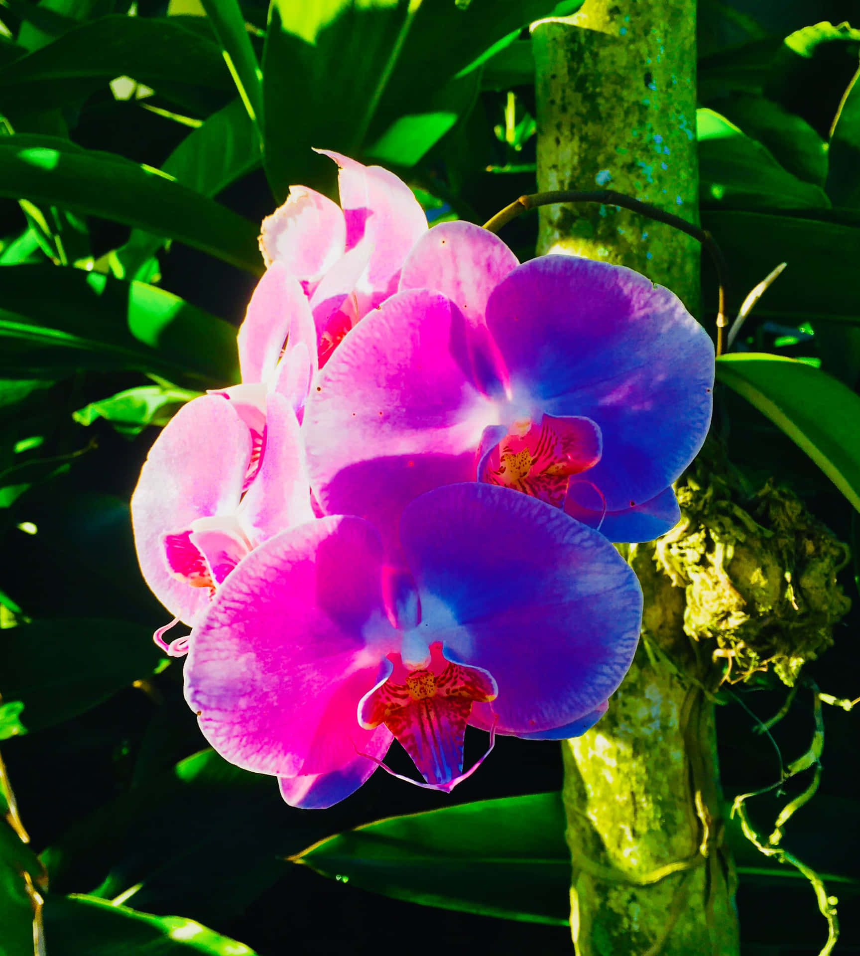 Moth Orchid Flowers Picture