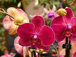 Variedadde Orquídea Polilla Fondo de pantalla