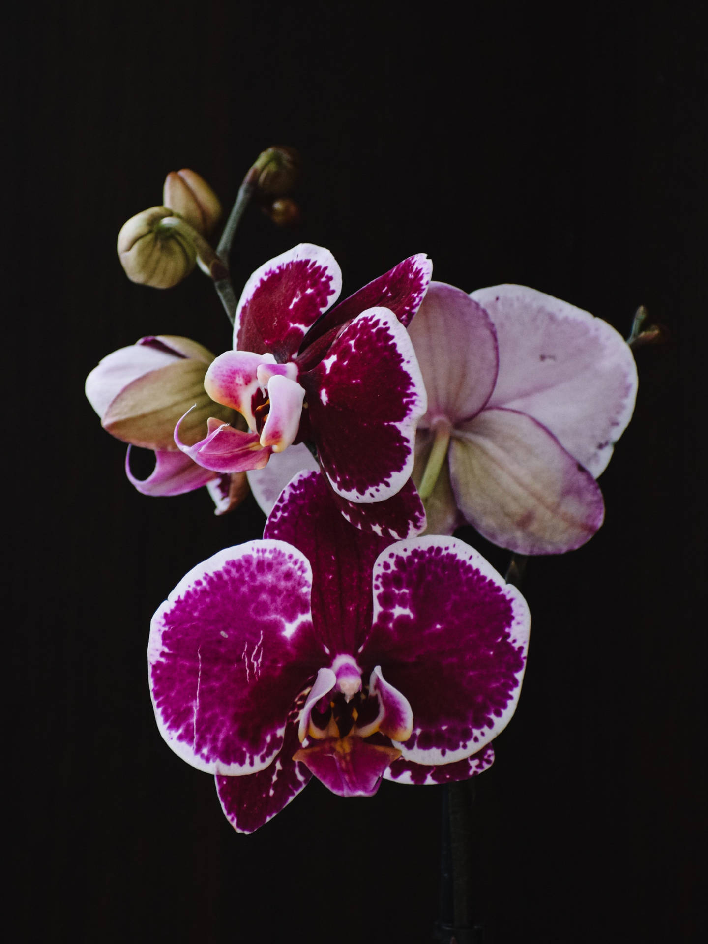 Moth Orchids Dark Purple iPhone Wallpaper