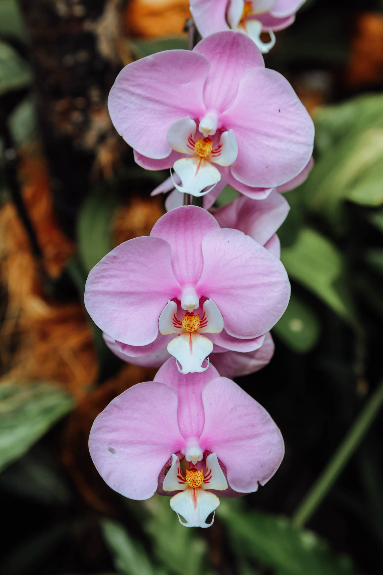 Moth Orchids In Light Purple