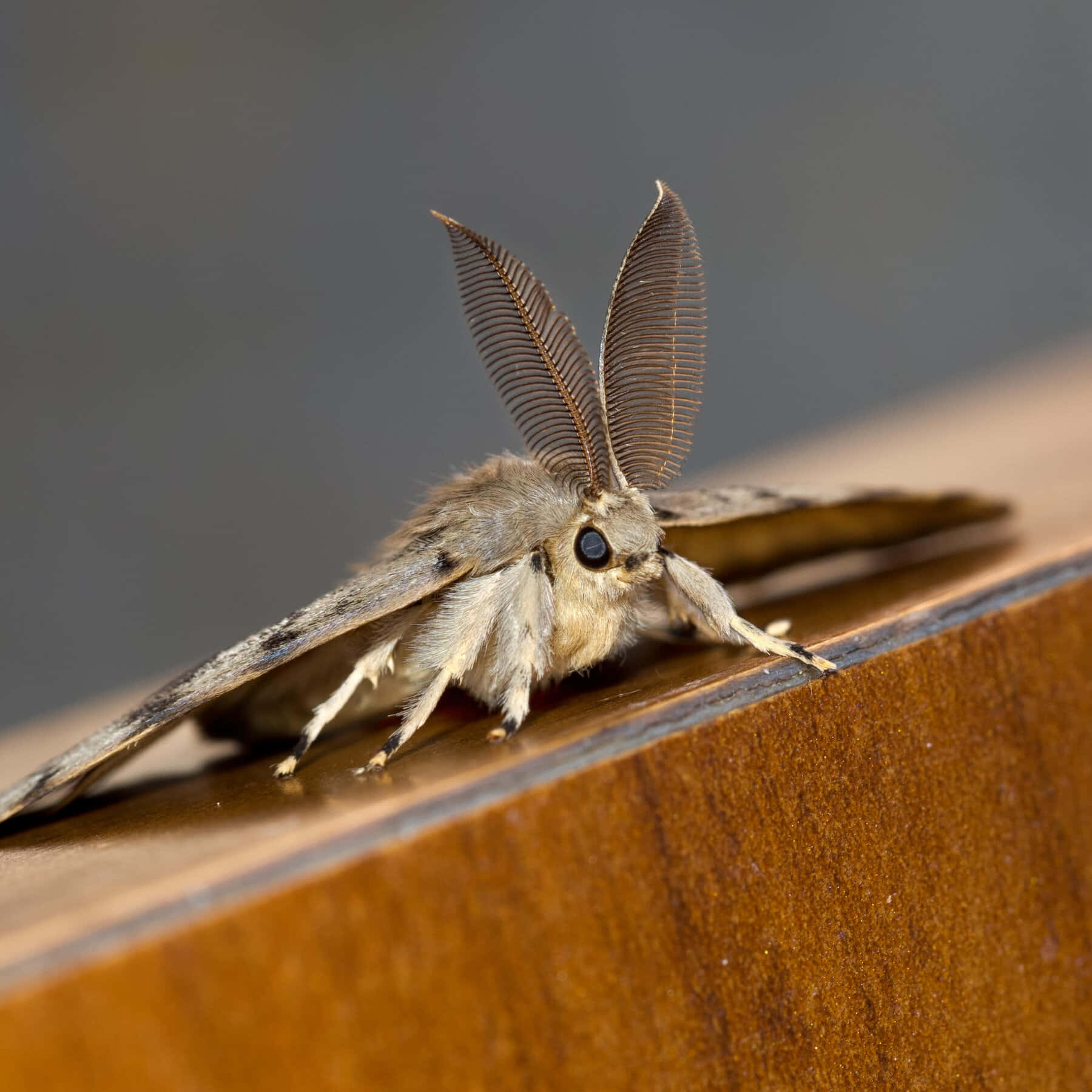 Closeup of a Moth