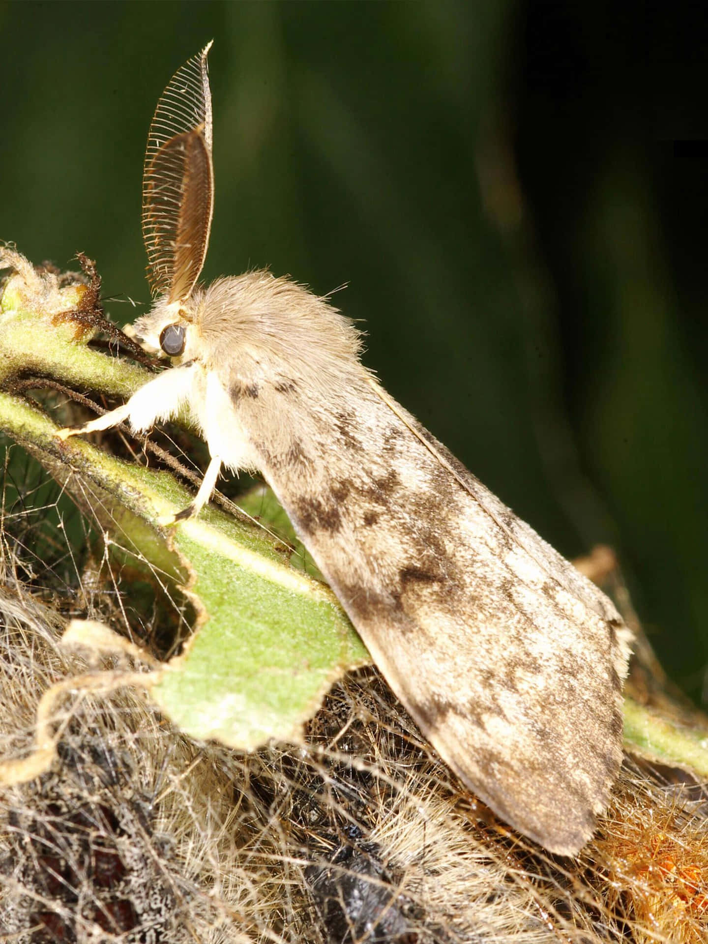 A close-up of a Brown House Moth