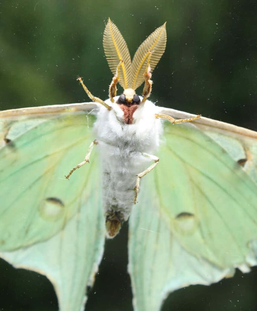The beauty of a moth