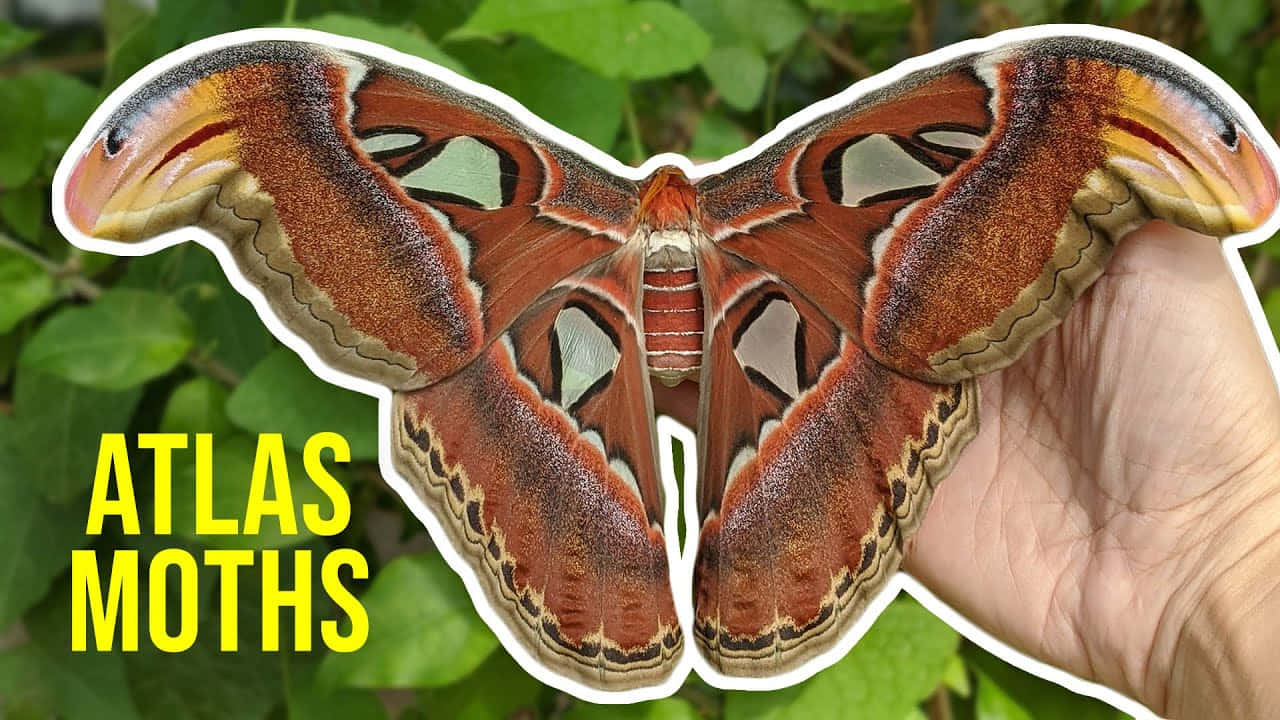 Close-up photo of a Large Moth