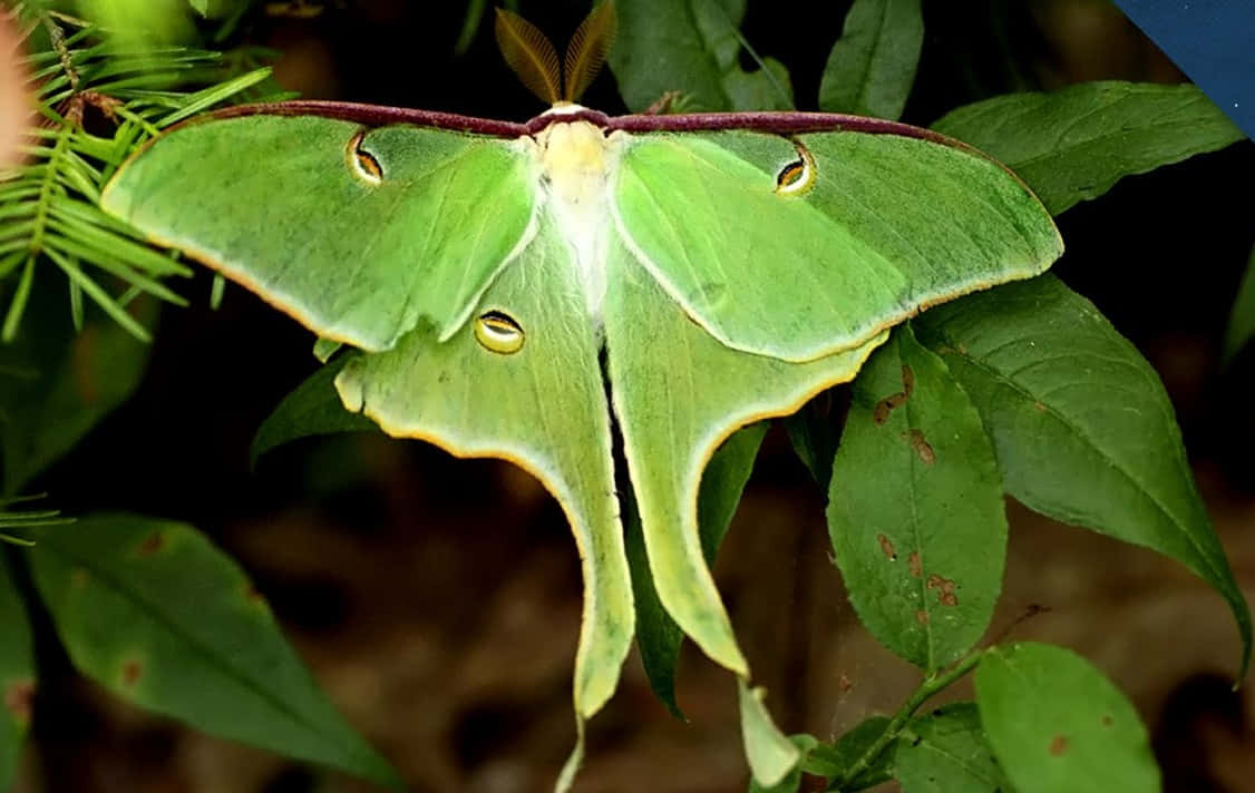 Close up of a beautiful Moth