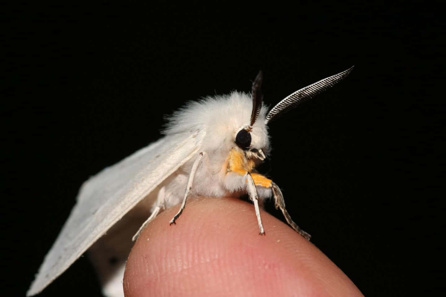A White Moth Sitting On A Person's Finger