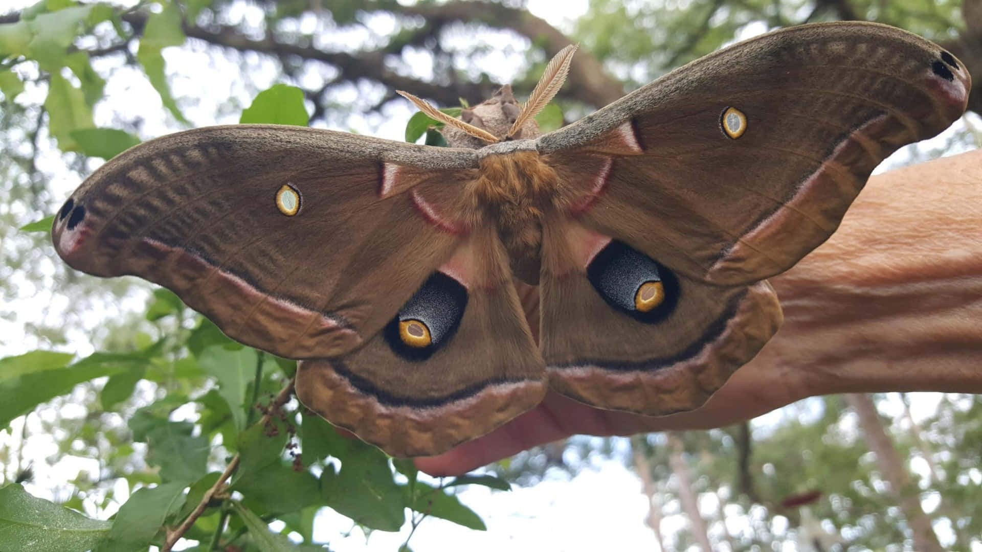 A closeup of a striking moth