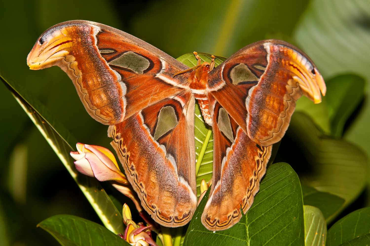 A beautiful moth camouflaged on bark