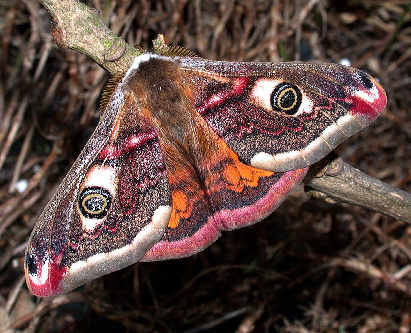 The Colorful Wings of a Moth