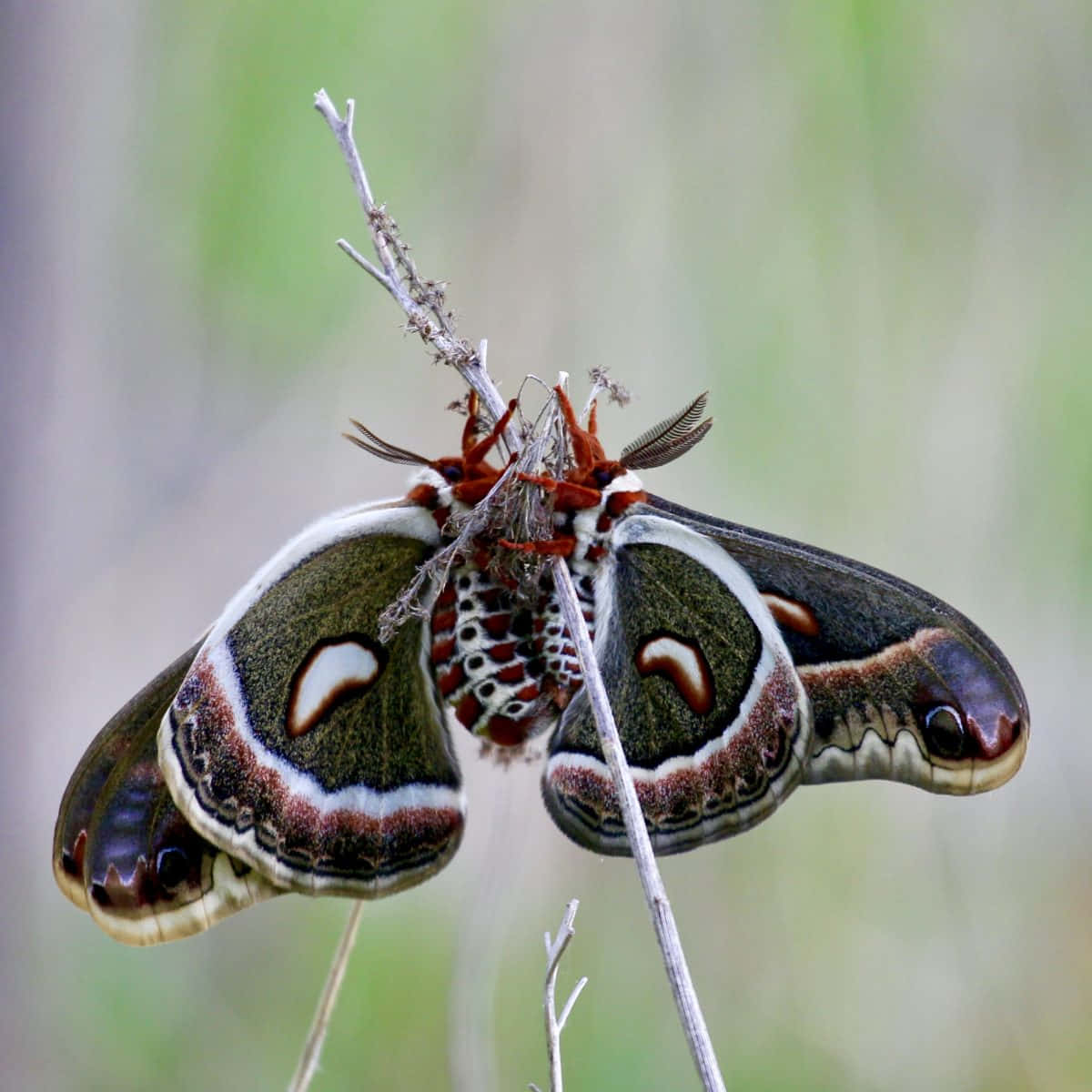 A Moth Found in Nature