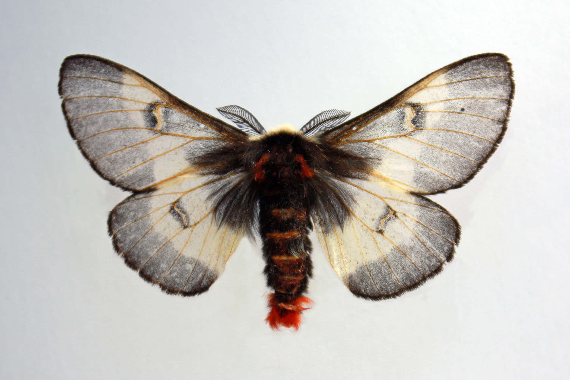 Closeup examination of a beautiful moth