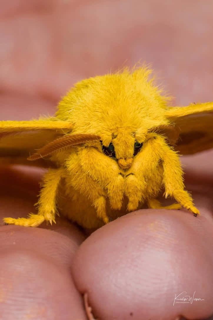 Close-up of a fluffy moth gently perched on a leaf.