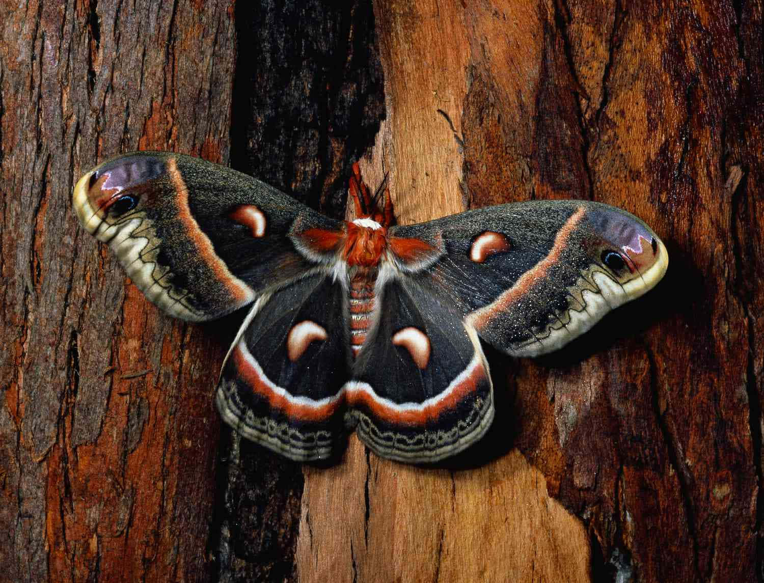 A Moth Is Sitting On A Tree Trunk