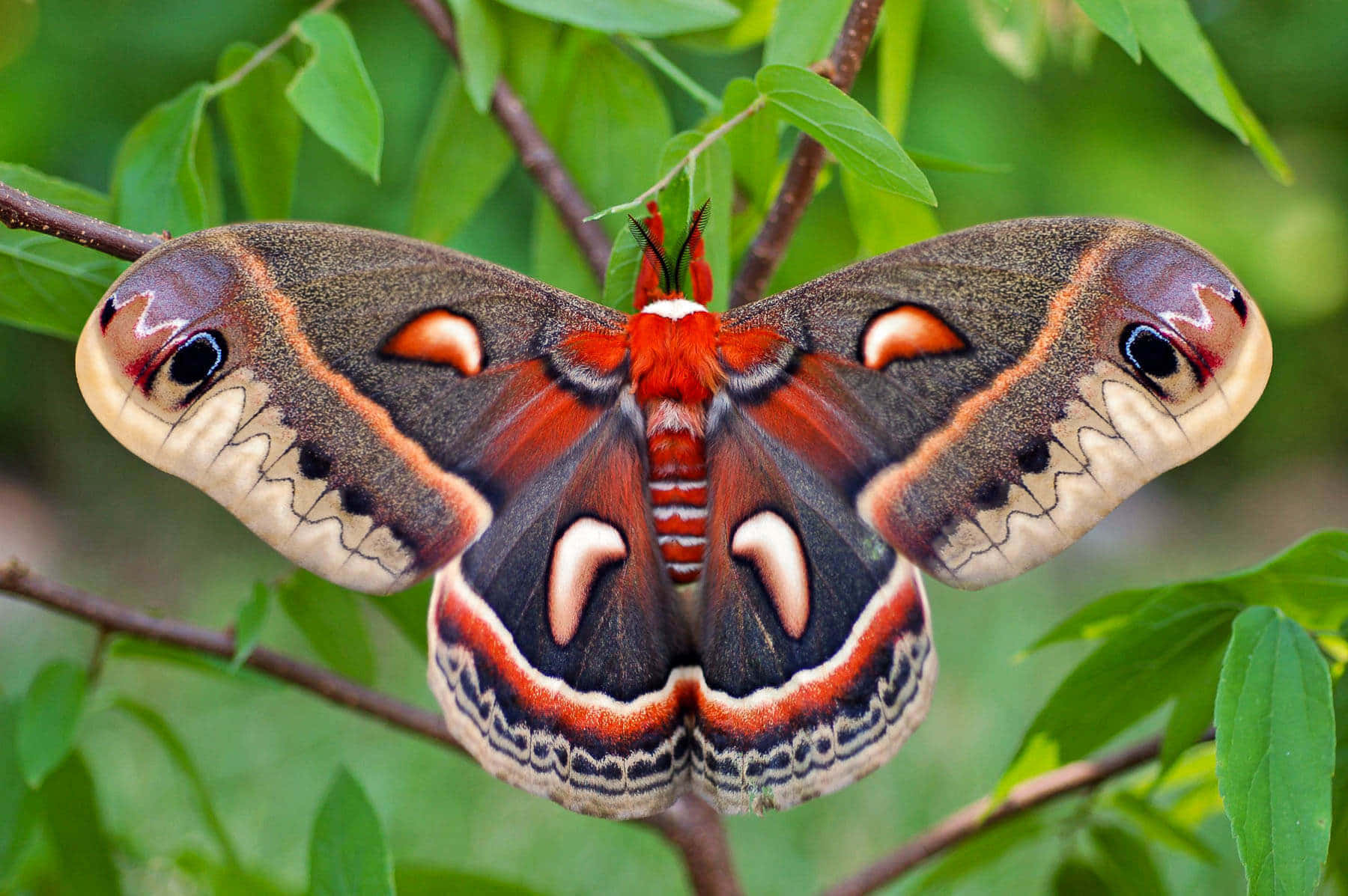 A beautiful Moth admiring its unique coloring