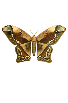 Moth Specimen Black Background PNG
