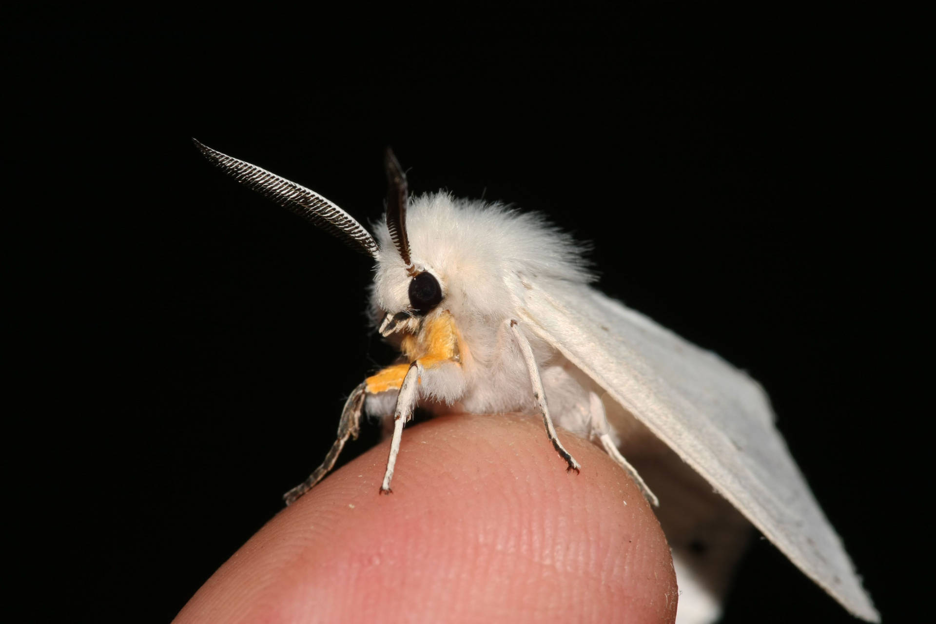 Moth White On Finger Wallpaper
