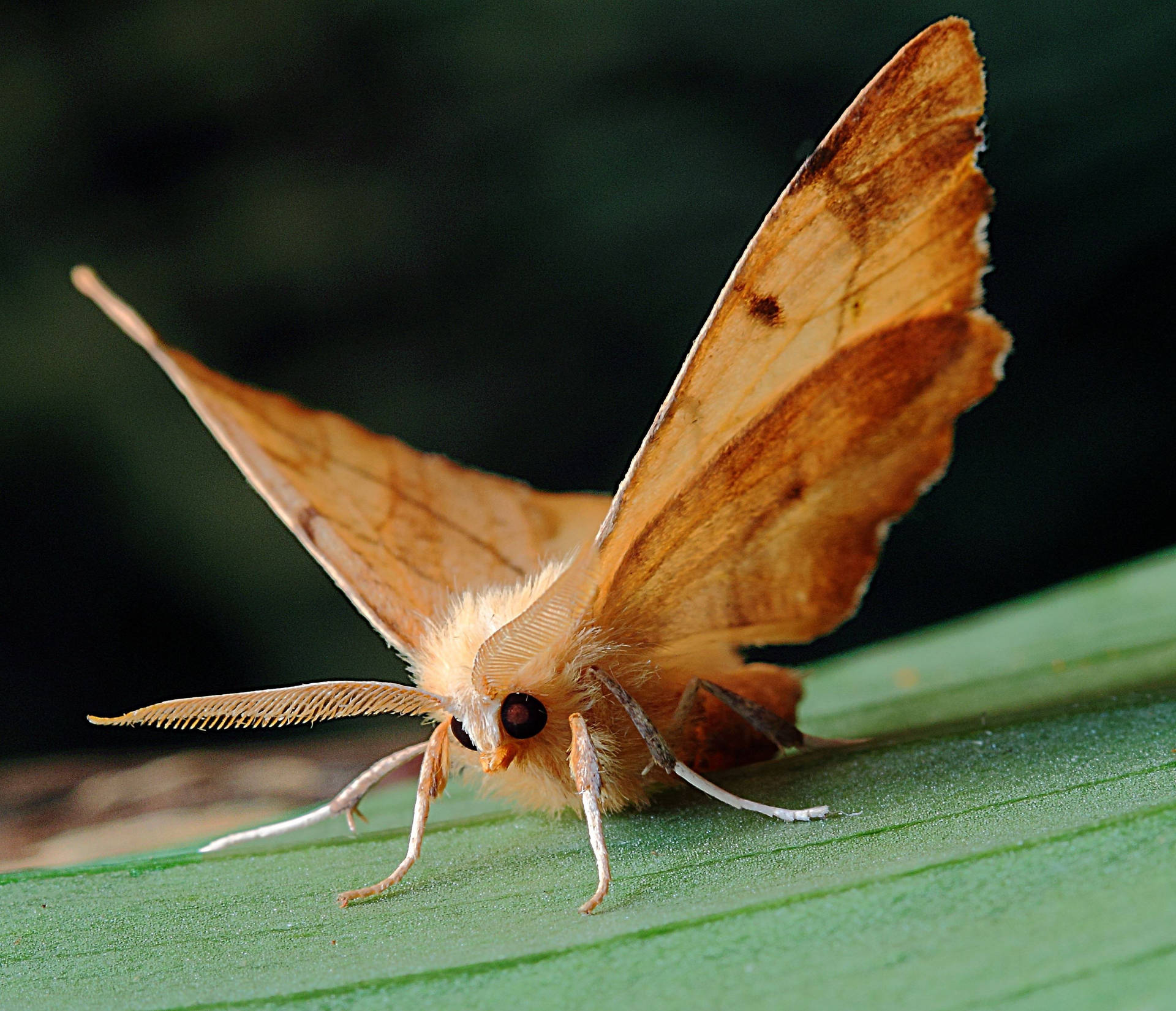 2,754 Atlas Moth Images, Stock Photos, 3D objects, & Vectors | Shutterstock