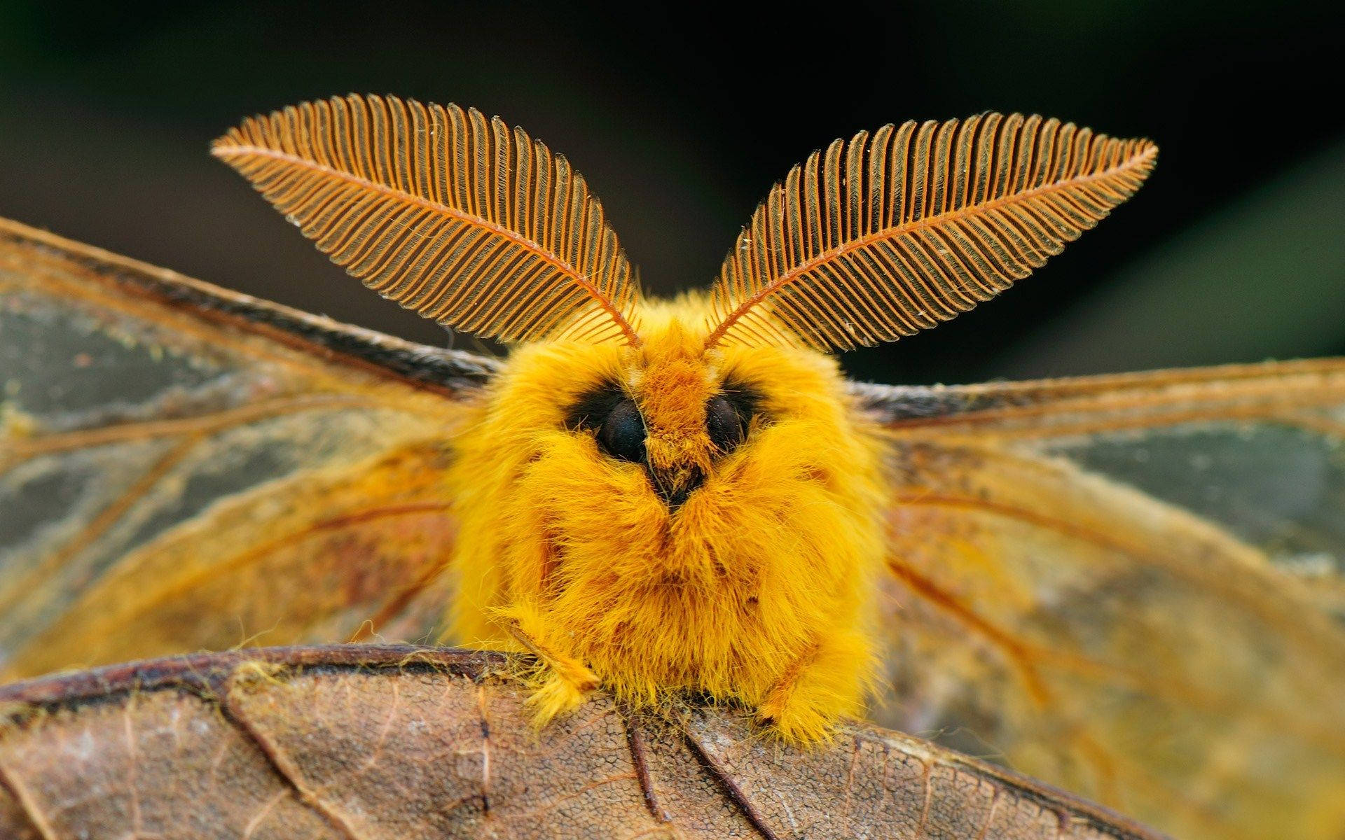 Butterflymoth Dark 2 polilla moth butterfly mariposa HD phone wallpaper   Pxfuel