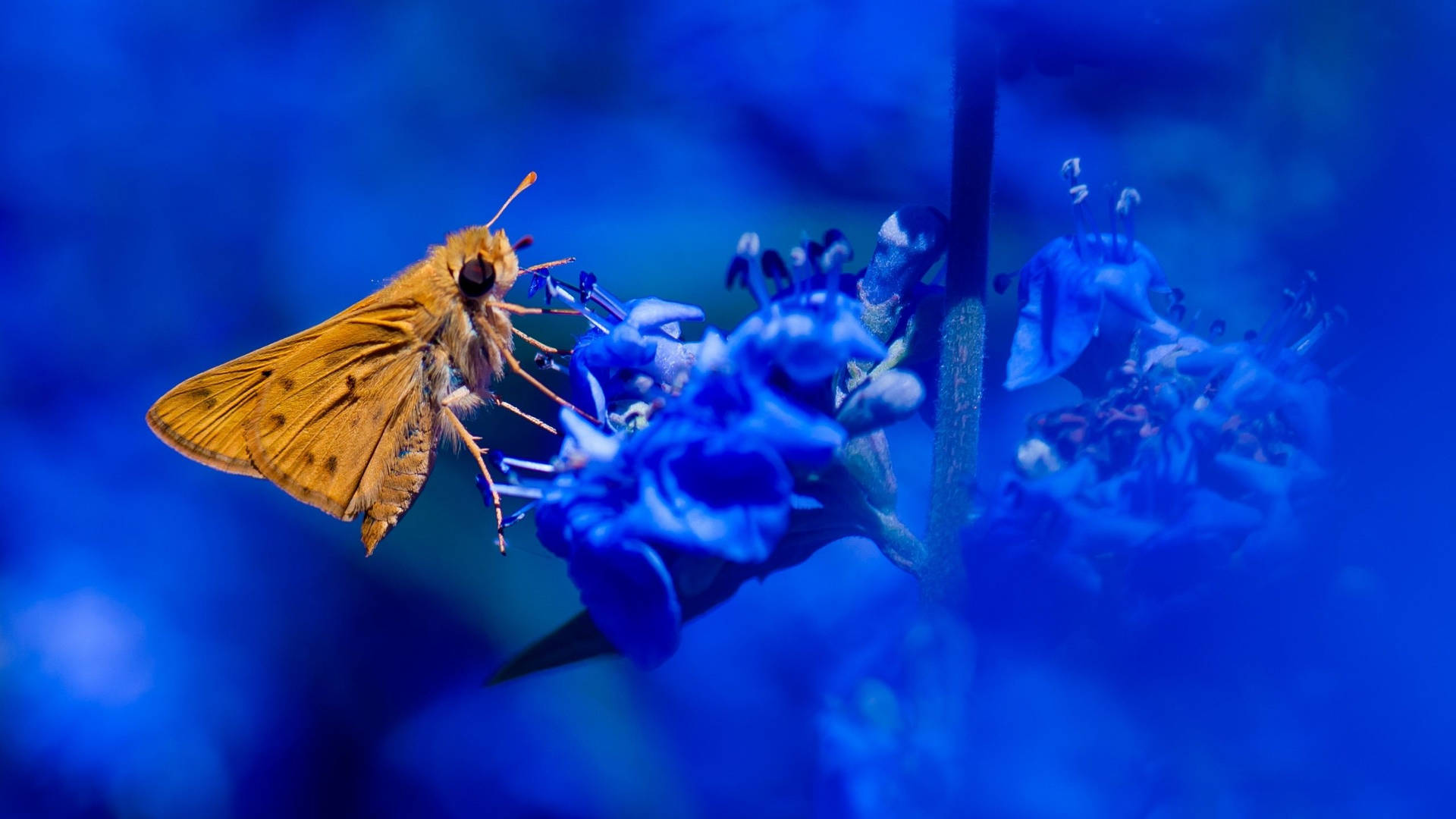 Moth Yellow Blue Aesthetic Flowers Wallpaper
