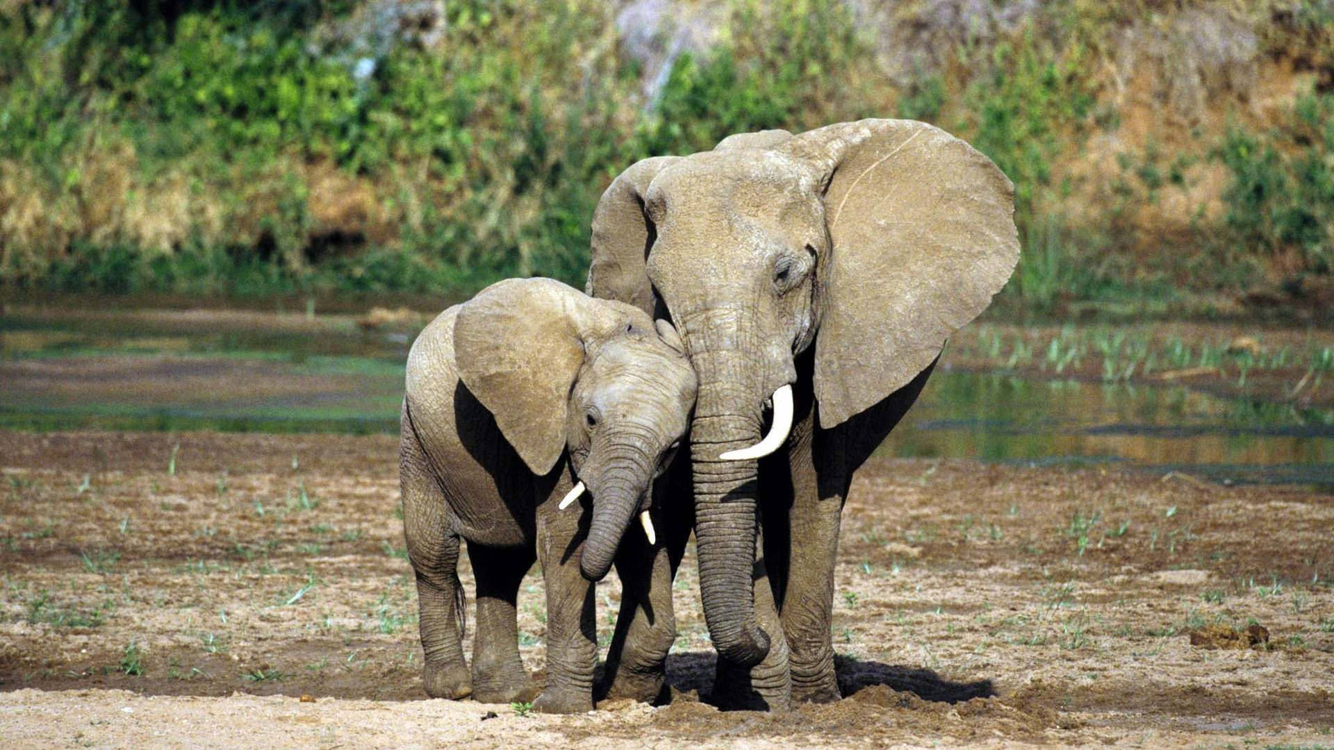 A Caring Mother Elephant with her Baby Wallpaper