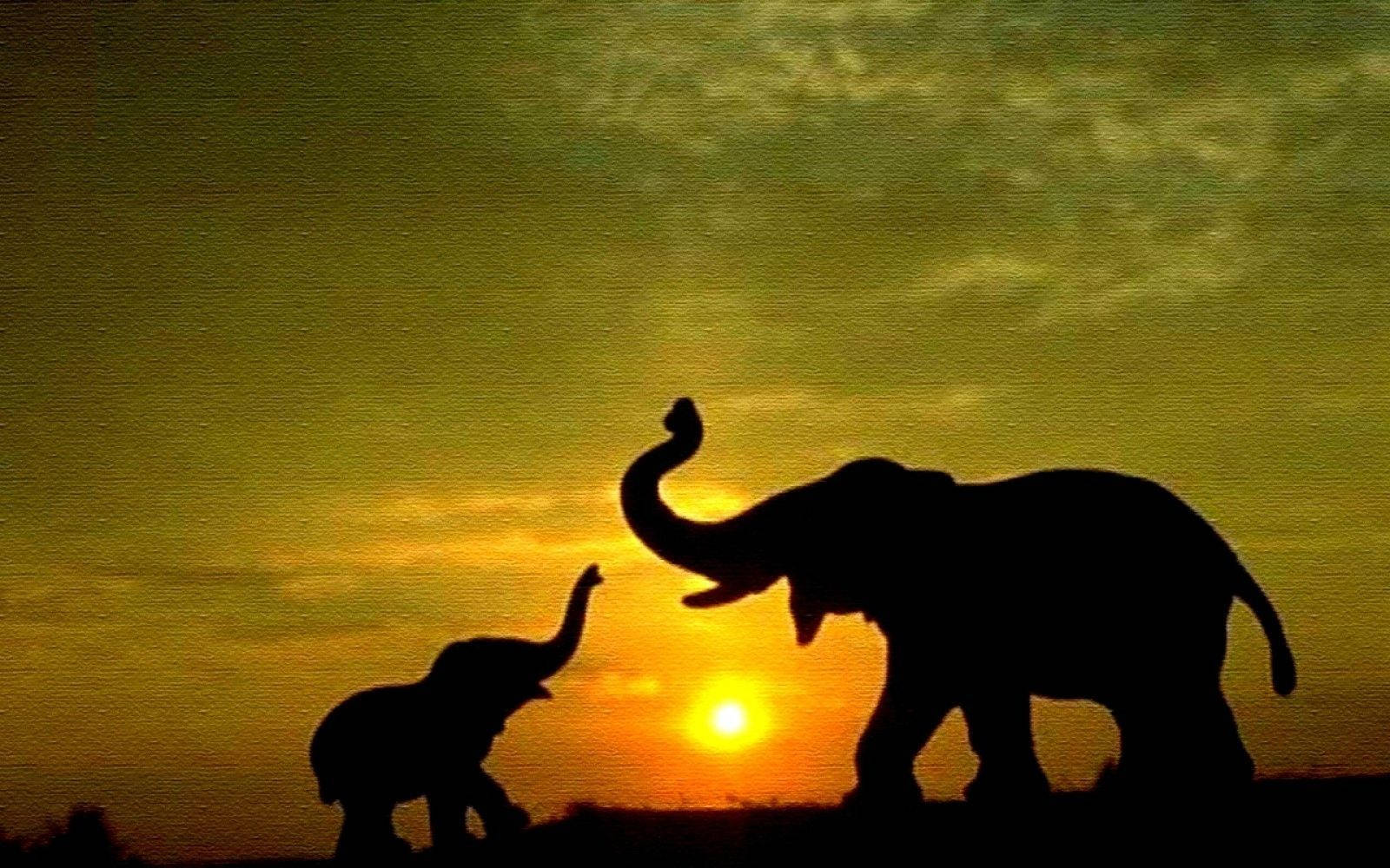 Mother And Baby Elephant Silhouette Wallpaper