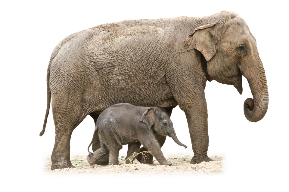 Mother_and_ Baby_ Elephant_ Walking PNG
