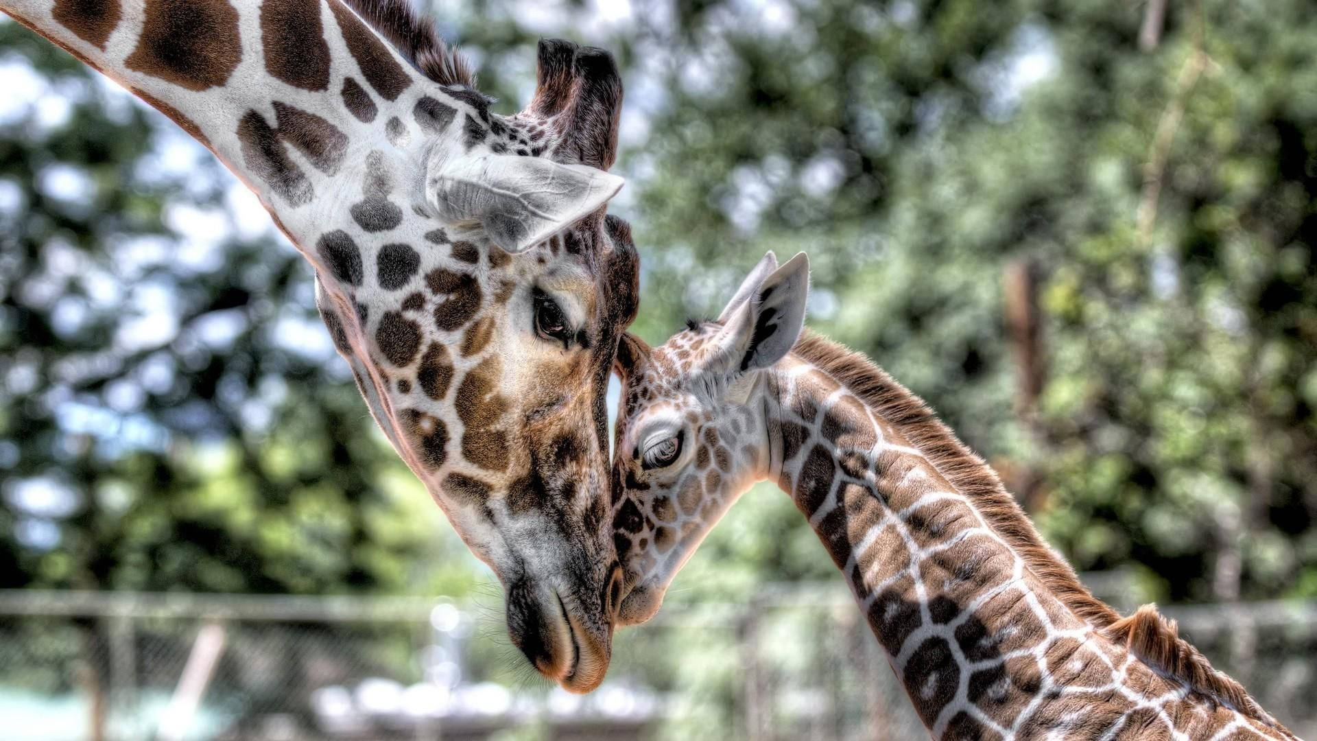 Mother And Baby Giraffe Wallpaper
