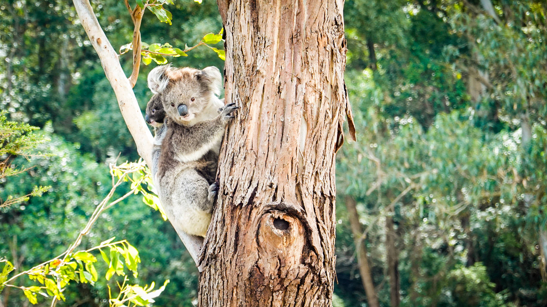Mother And Baby Koala Background