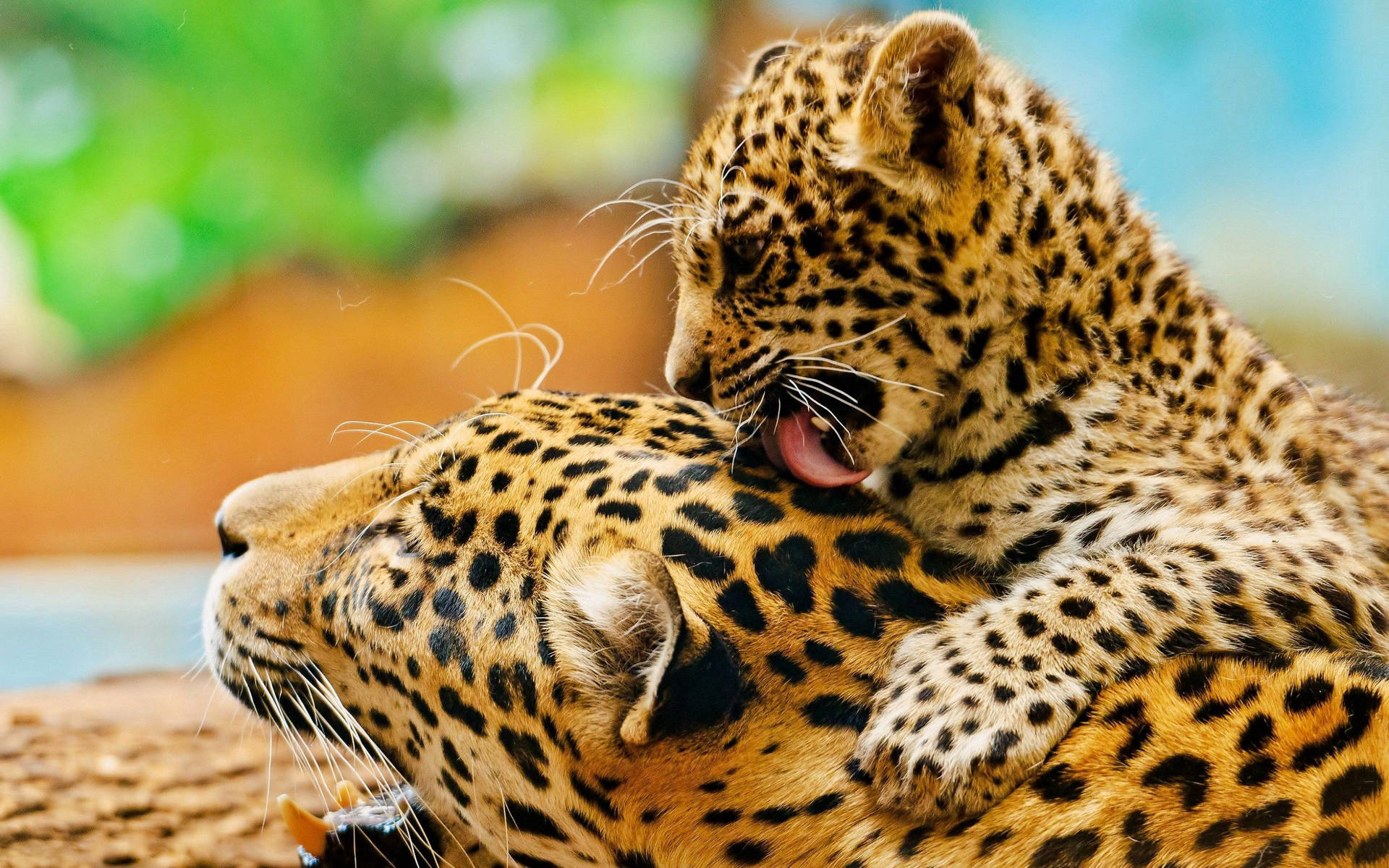 Mother And Baby Leopard HD Wallpaper