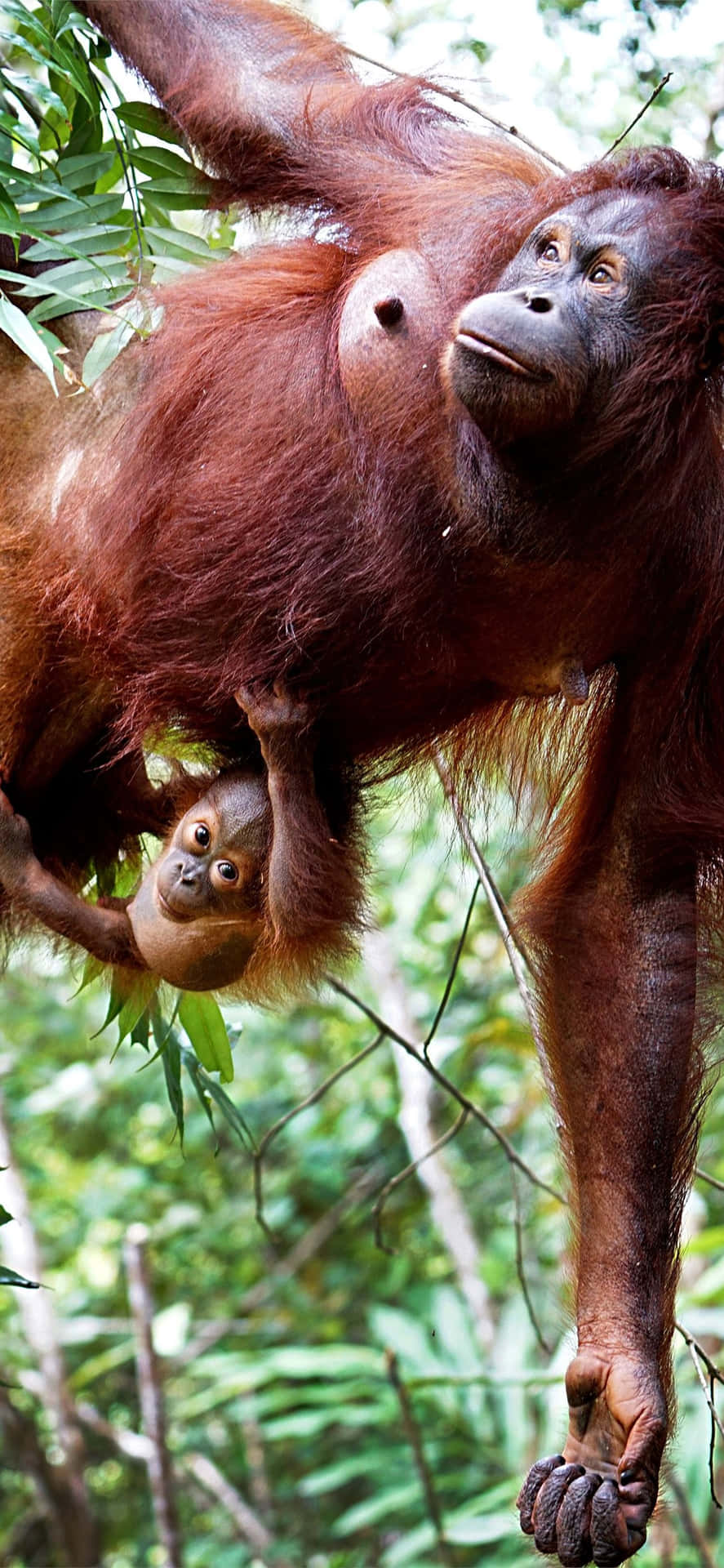 Mother And Baby Orangutans Wallpaper