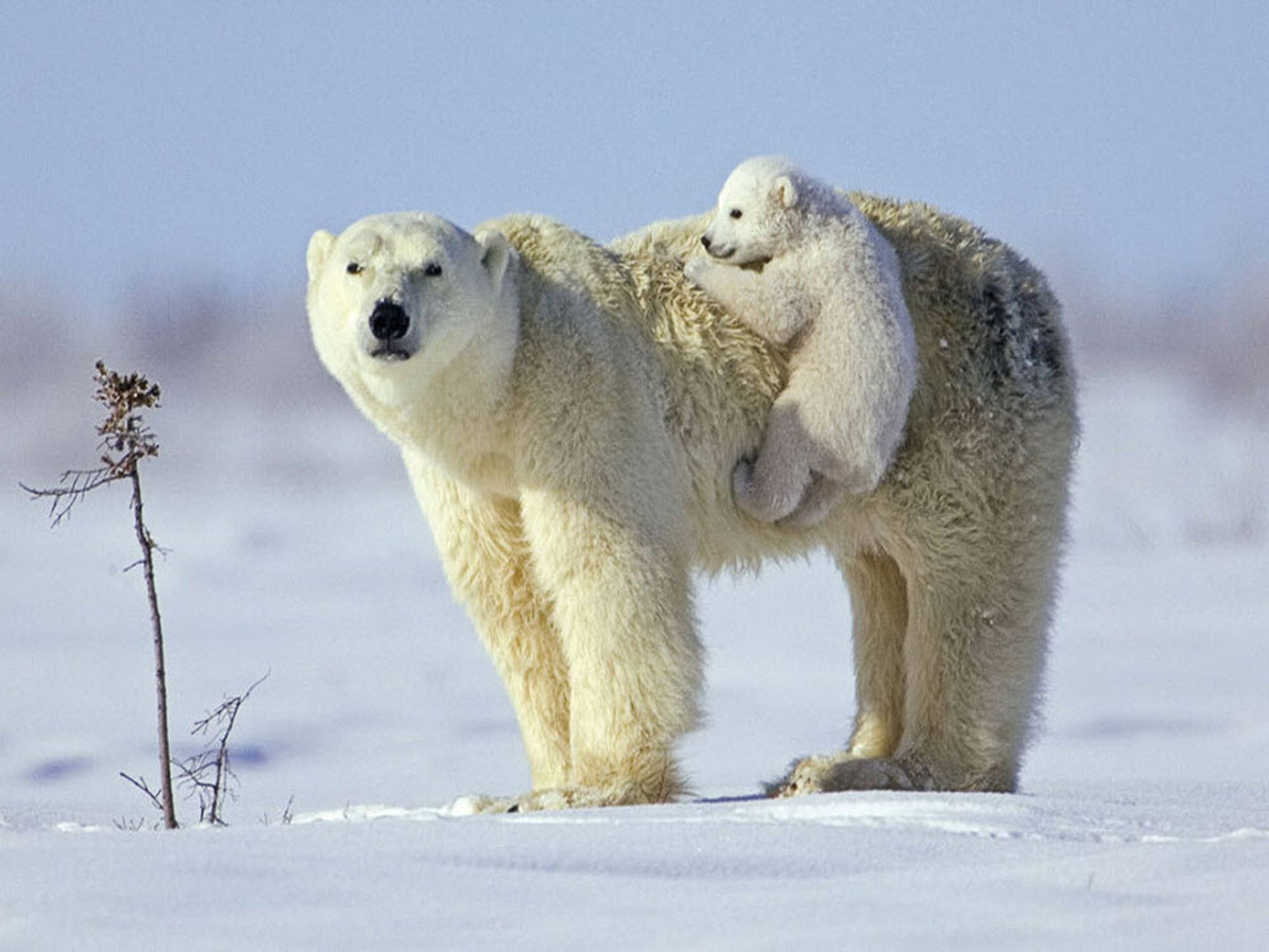 Mother And Baby Polar Bear