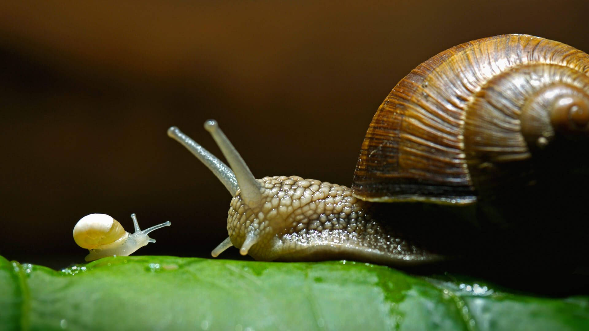 Mother And Baby Snail Wallpaper