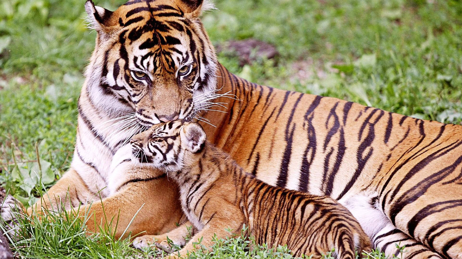 Mother And Baby Tiger Wallpaper