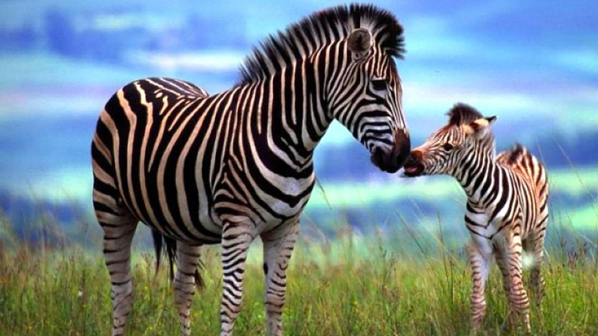 Zebra Del Bambino E Della Madre Sfondo