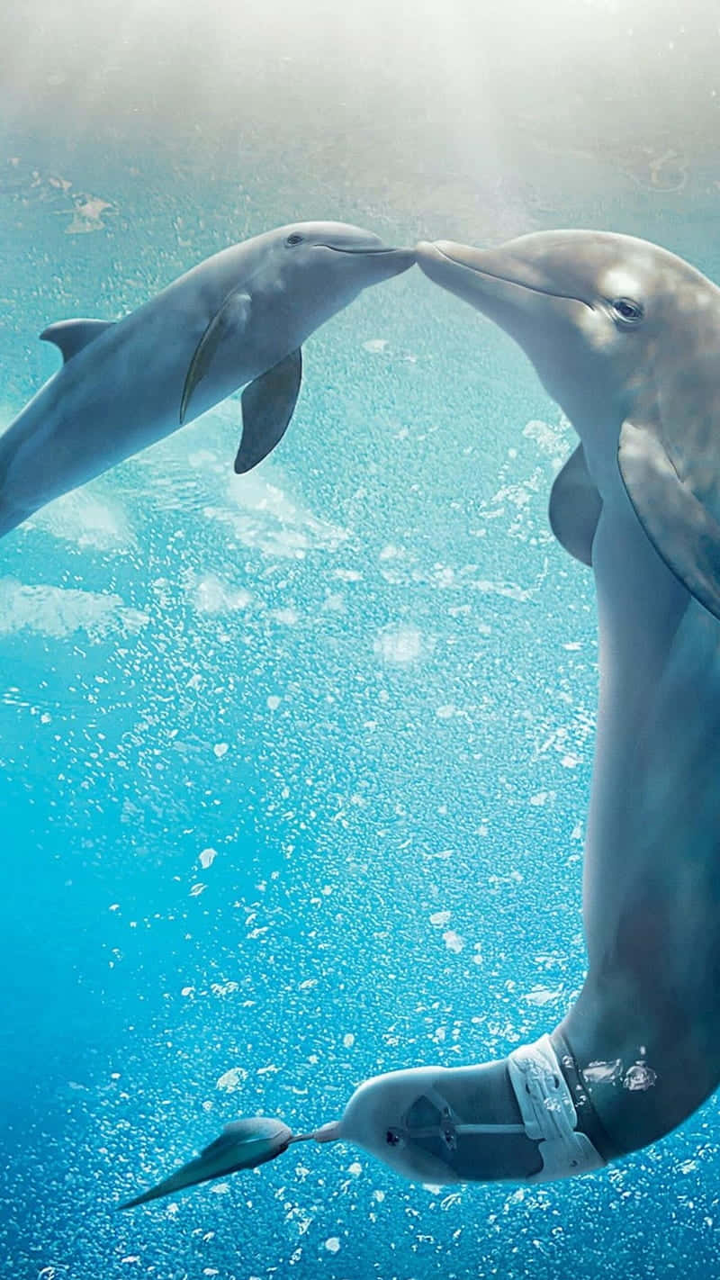 Madrey Cría De Delfines Besándose Tiernamente. Fondo de pantalla