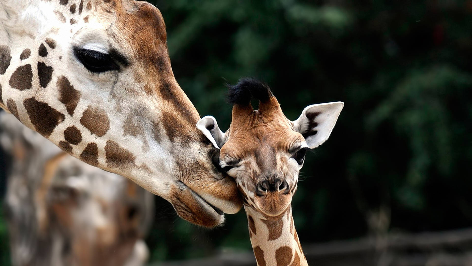 Mother And Child Giraffe Wallpaper