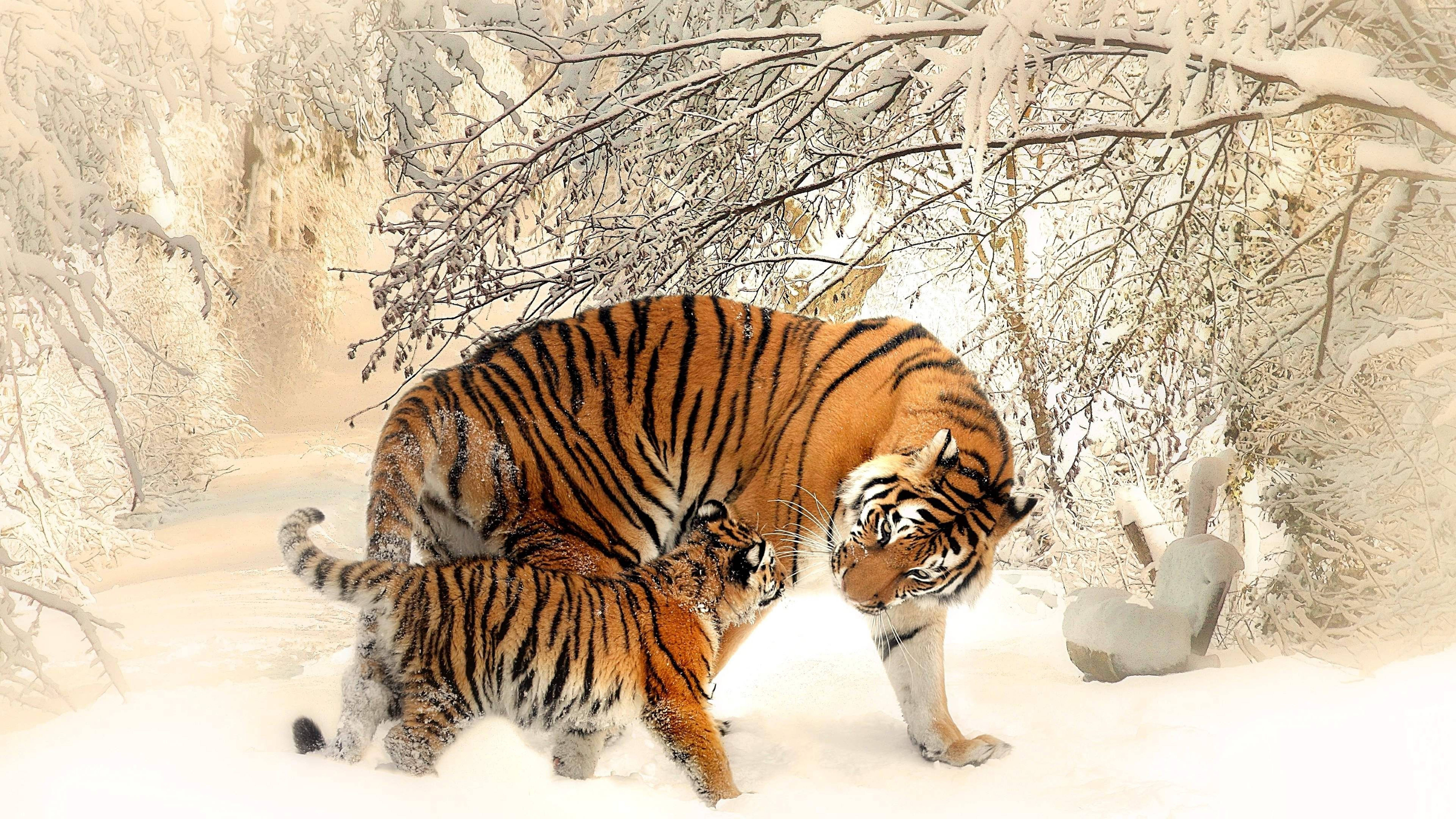 Mother And Cub 8k Tiger Uhd Wallpaper