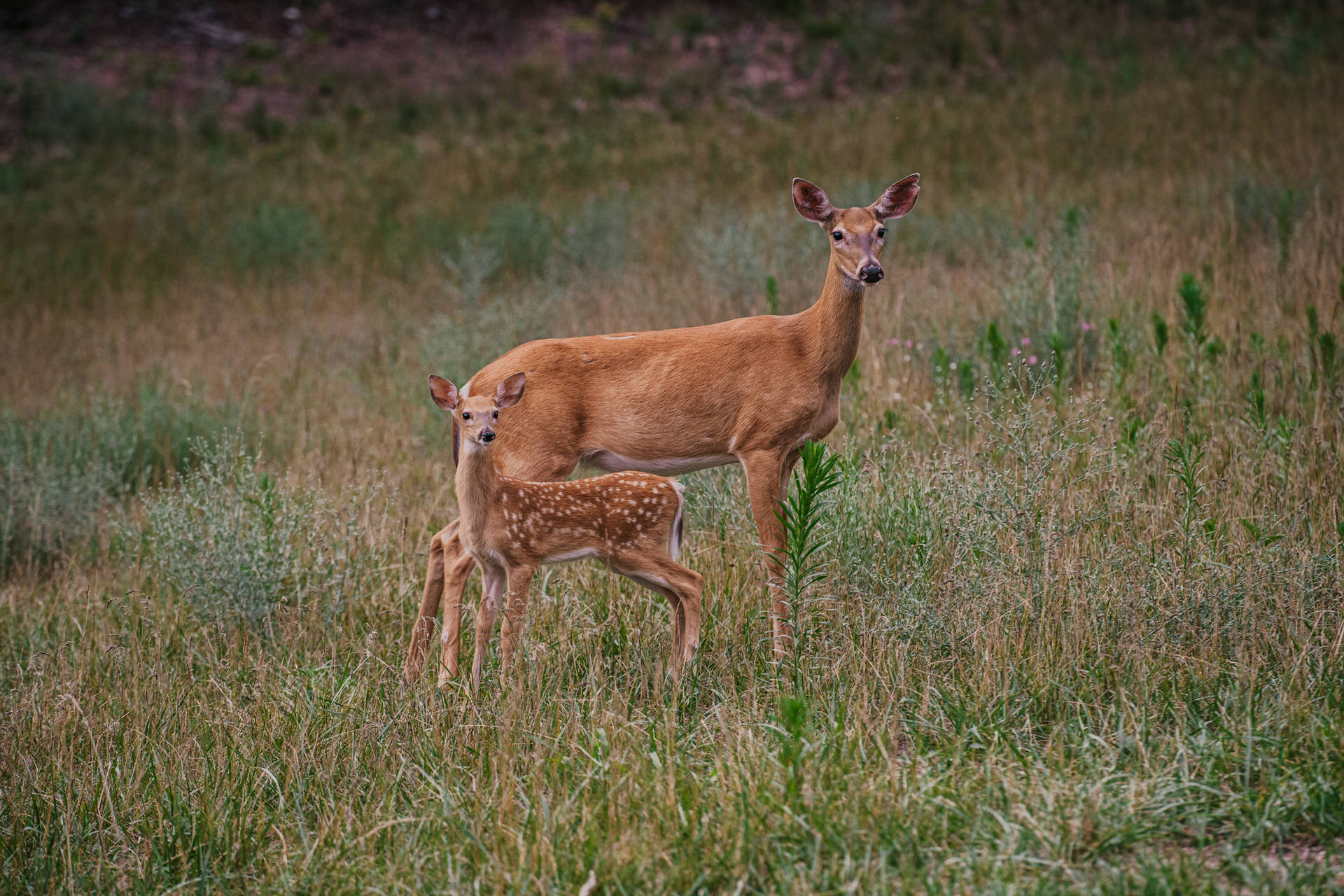 Mother And Daughter Deer Hunting Wallpaper