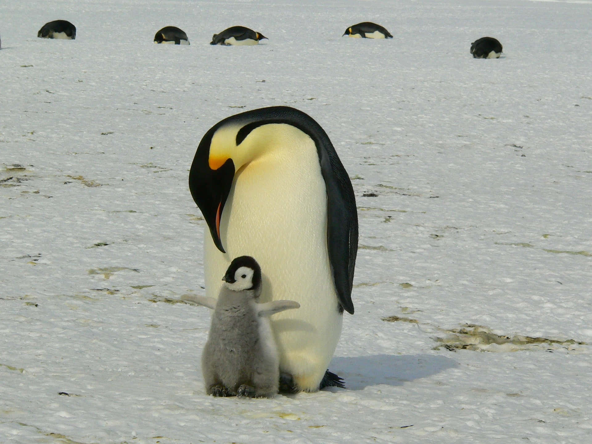 Mother Bird Penguin With Her Baby Wallpaper