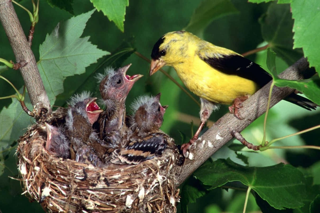 American Goldfinch Mother Bird Picture