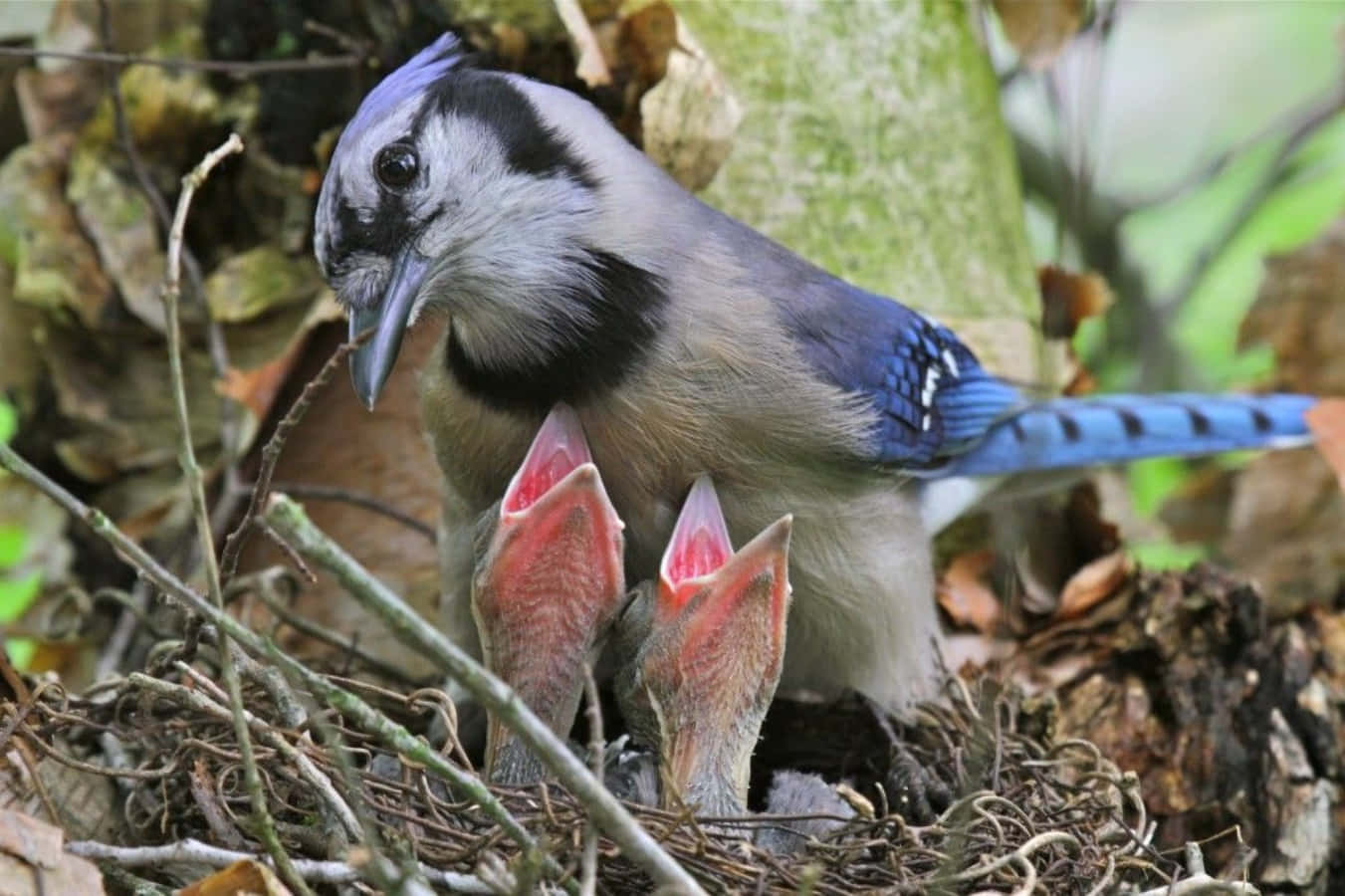 Immaginedi Una Madre Uccello Ghiandaia Blu