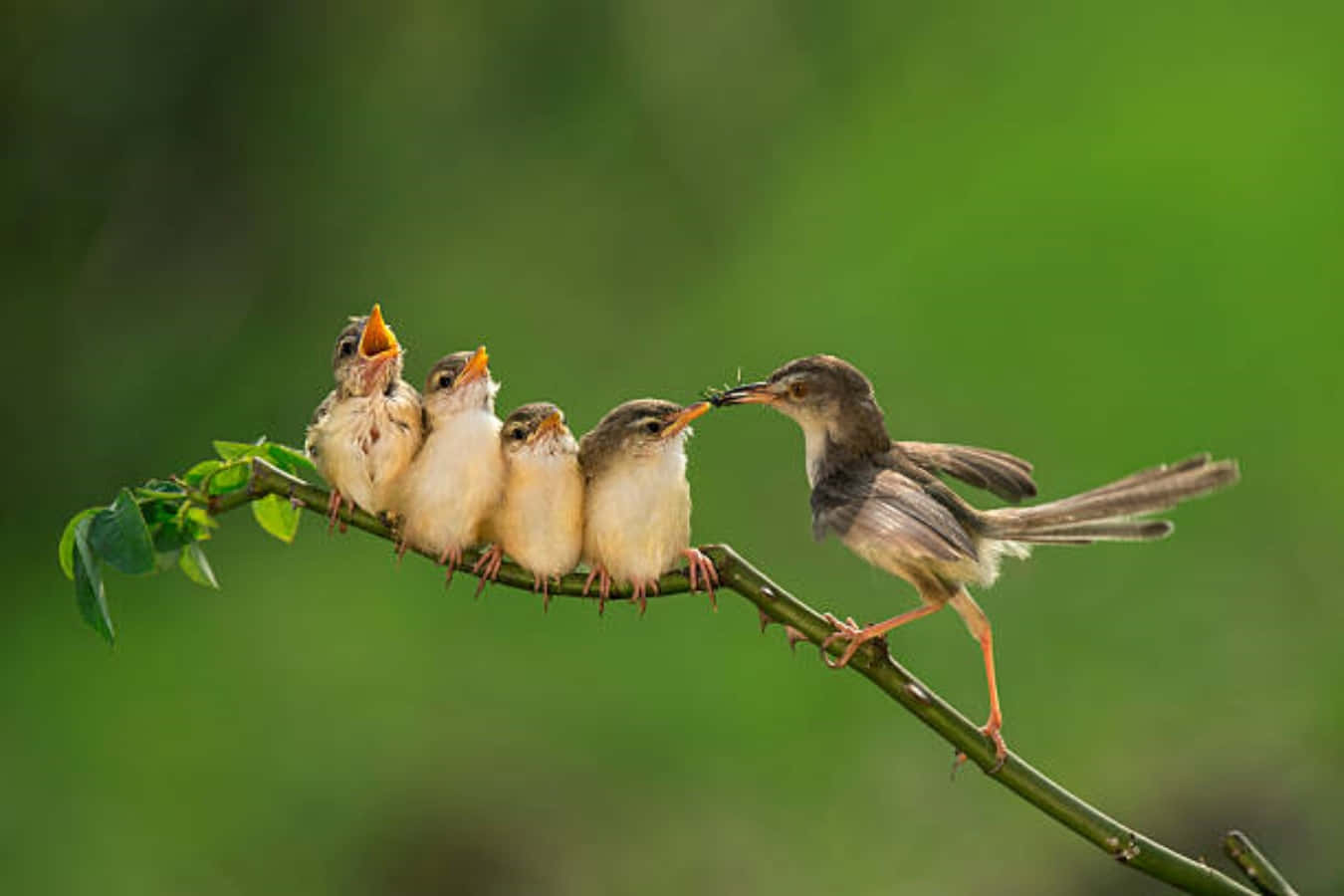 Imagende Una Madre Pájaro Alimentando Gusanos